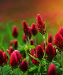 3000 Crimson Clover Flower Seeds - Trifolium Incarnatum - Annual - Image 3