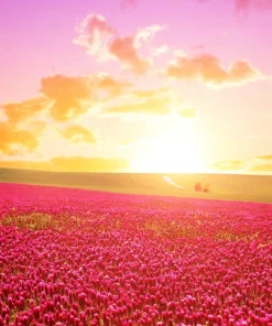3000 Crimson Clover Flower Seeds - Trifolium Incarnatum - Annual - Image 4