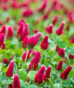 3000 Crimson Clover Flower Seeds - Trifolium Incarnatum - Annual - Image 5