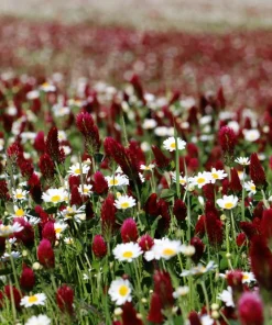3000 Crimson Clover Flower Seeds - Trifolium Incarnatum - Annual - Image 6