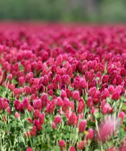 3000 Crimson Clover Flower Seeds - Trifolium Incarnatum - Annual - Image 7