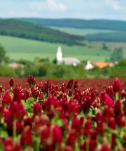 3000 Crimson Clover Flower Seeds - Trifolium Incarnatum - Annual - Image 8