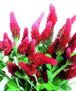 3000 Crimson Clover Flower Seeds - Trifolium Incarnatum - Annual - Image 9