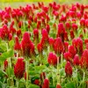 3000 Crimson Clover Flower Seeds - Trifolium Incarnatum - Annual - Image 1