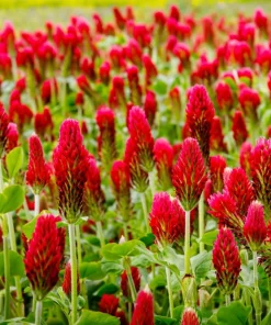 3000 Crimson Clover Flower Seeds - Trifolium Incarnatum - Annual - Image 1