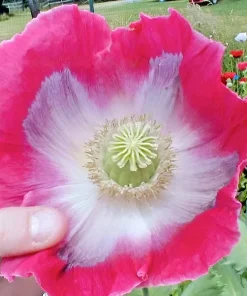 3000+ Giant Rattle Poppy Seeds - P. Somniferum Flower Seeds - Massive Heads & Blooms, White - Image 5