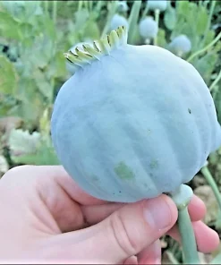 3000+ Giant Rattle Poppy Seeds - P. Somniferum Flower Seeds - Massive Heads & Blooms, White - Image 1