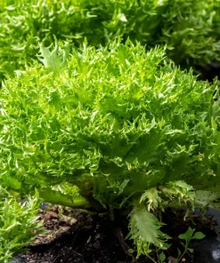 3000 Green Curled Endive Seeds - Moss, Salad, Escarole Cichorium Endiva - Image 2