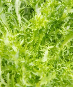 3000 Green Curled Endive Seeds - Moss, Salad, Escarole Cichorium Endiva - Image 4