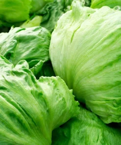 3000 Iceberg Head Lettuce Seeds - Crisp, Classic Vegetable Seeds - Image 2
