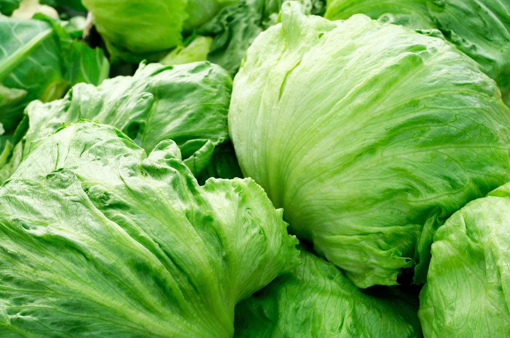3000 Iceberg Head Lettuce Seeds - Crisp, Classic Vegetable Seeds - Image 2