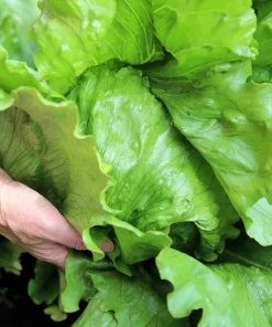 3000 Iceberg Head Lettuce Seeds - Crisp, Classic Vegetable Seeds - Image 3