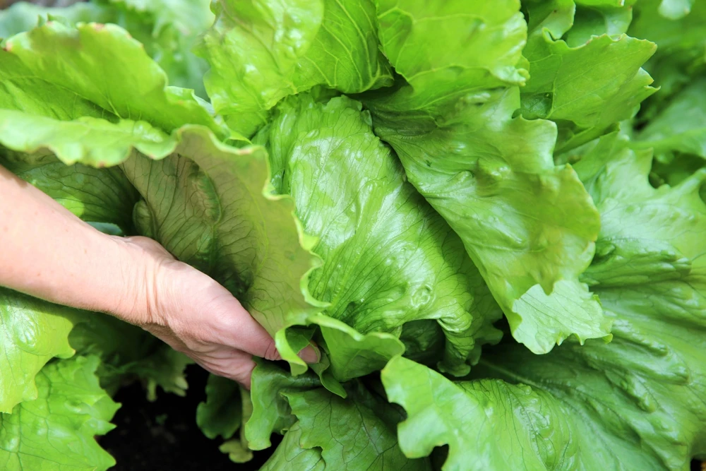 3000 Iceberg Head Lettuce Seeds - Crisp, Classic Vegetable Seeds - Image 3