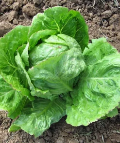 3000 Iceberg Head Lettuce Seeds - Crisp, Classic Vegetable Seeds - Image 4