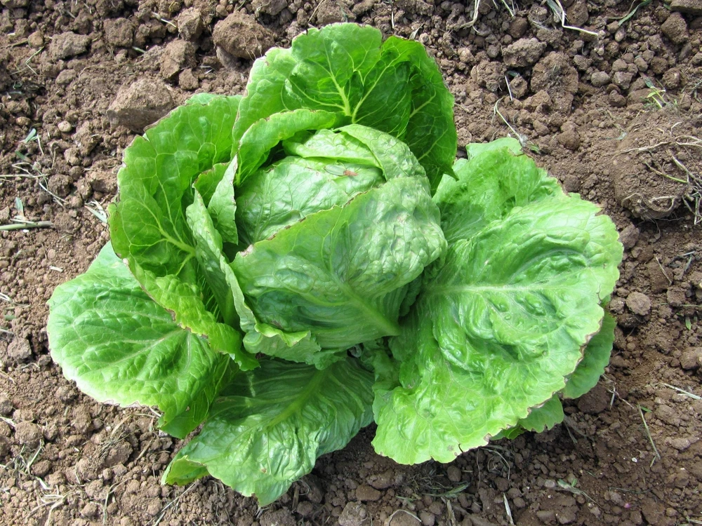 3000 Iceberg Head Lettuce Seeds - Crisp, Classic Vegetable Seeds - Image 4