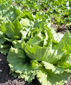 3000 Iceberg Head Lettuce Seeds - Crisp, Classic Vegetable Seeds - Image 5