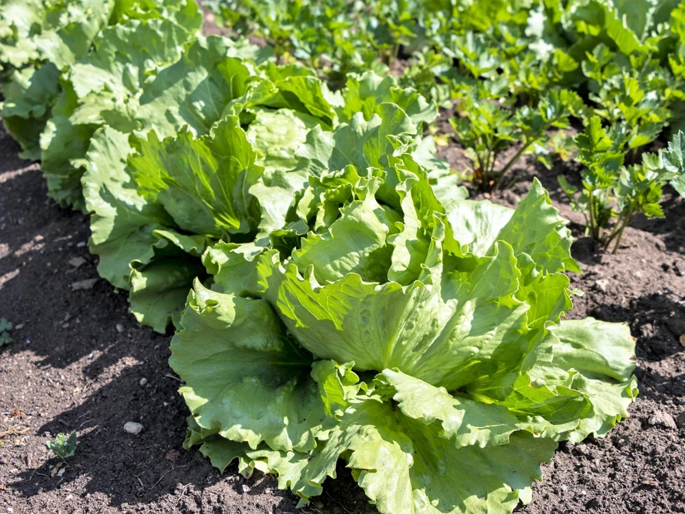 3000 Iceberg Head Lettuce Seeds - Crisp, Classic Vegetable Seeds - Image 5