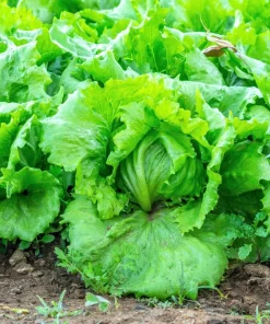 3000 Iceberg Head Lettuce Seeds - Crisp, Classic Vegetable Seeds - Image 6