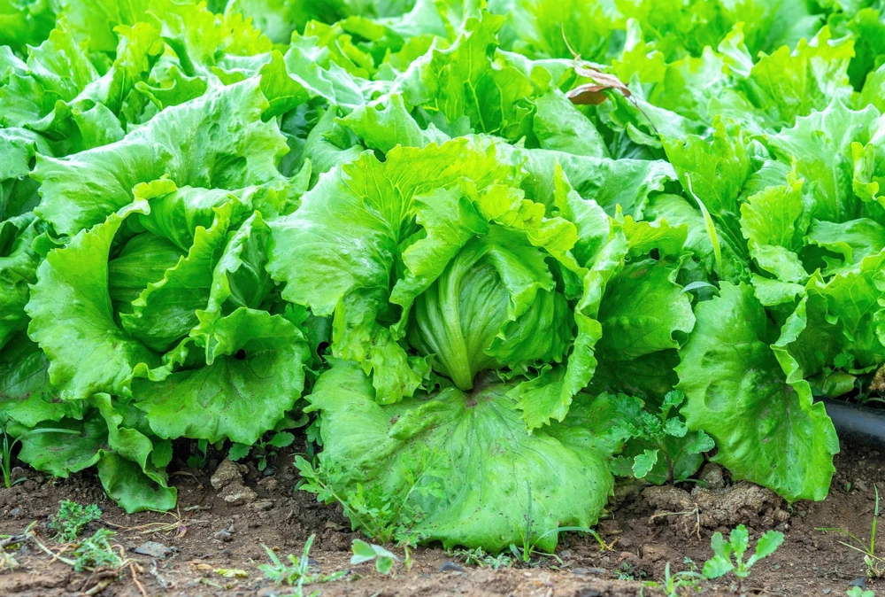 3000 Iceberg Head Lettuce Seeds - Crisp, Classic Vegetable Seeds - Image 6