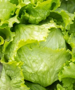 3000 Iceberg Head Lettuce Seeds - Crisp, Classic Vegetable Seeds - Image 7