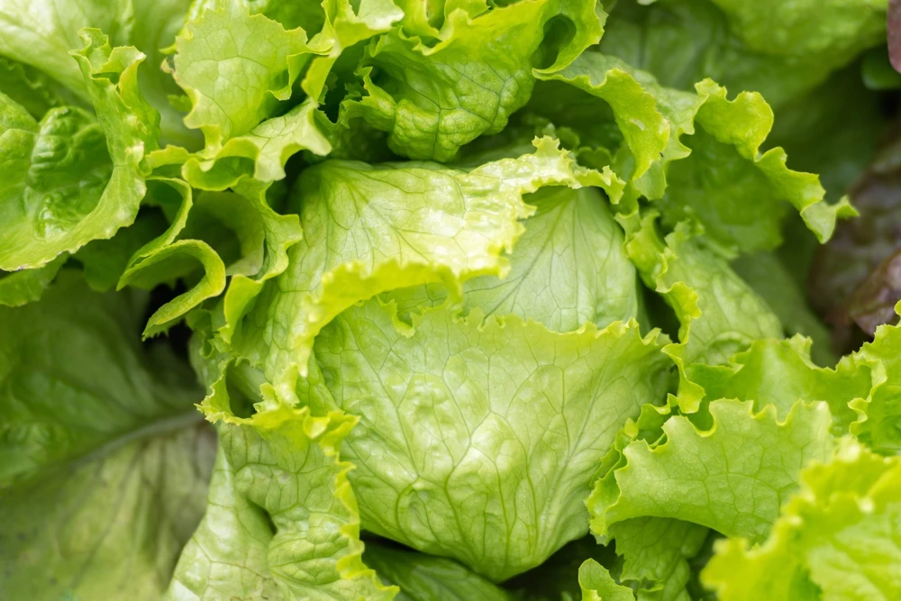 3000 Iceberg Head Lettuce Seeds - Crisp, Classic Vegetable Seeds - Image 7