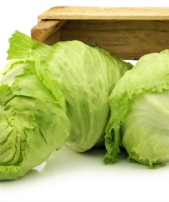 3000 Iceberg Head Lettuce Seeds - Crisp, Classic Vegetable Seeds - Image 8