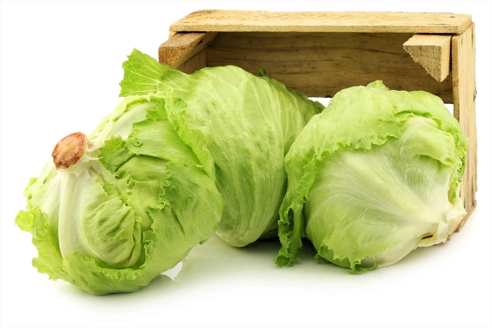 3000 Iceberg Head Lettuce Seeds - Crisp, Classic Vegetable Seeds - Image 8