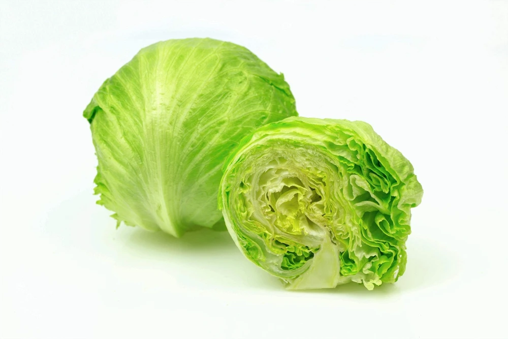 3000 Iceberg Head Lettuce Seeds - Crisp, Classic Vegetable Seeds - Image 9