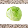 3000 Iceberg Head Lettuce Seeds - Crisp, Classic Vegetable Seeds - Image 1