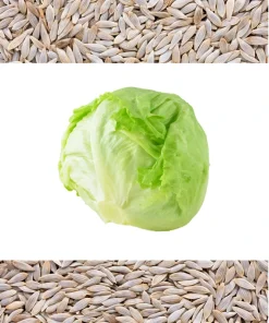 3000 Iceberg Head Lettuce Seeds - Crisp, Classic Vegetable Seeds - Image 1