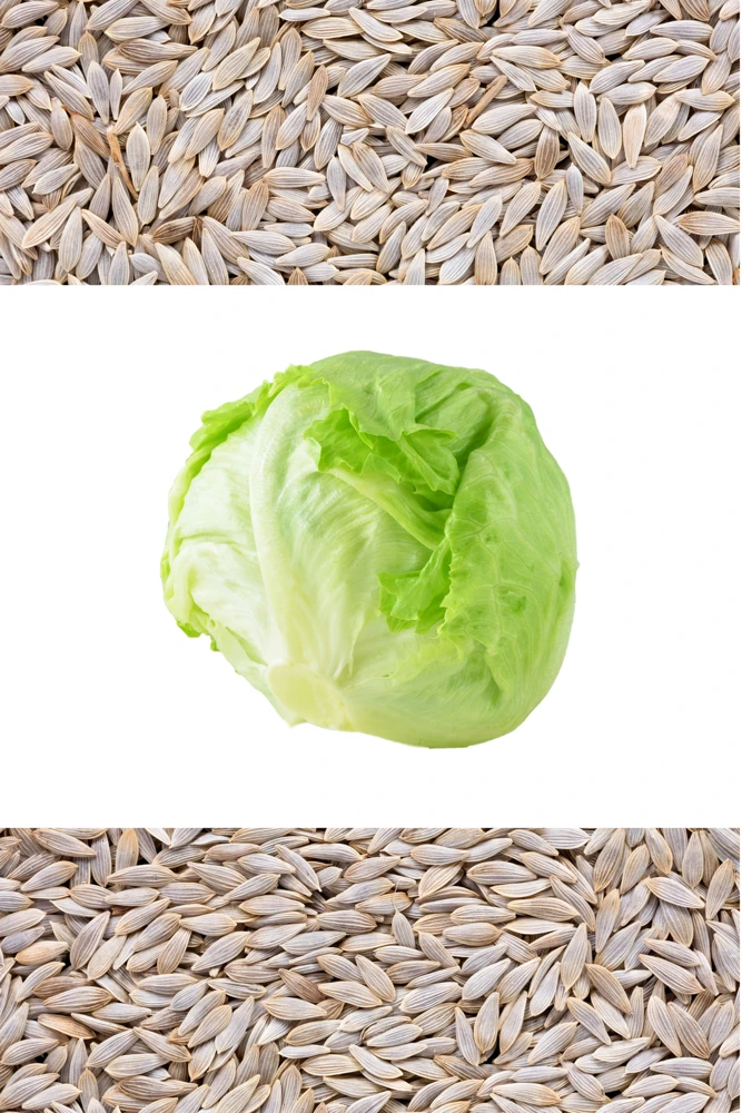 3000 Iceberg Head Lettuce Seeds - Crisp, Classic Vegetable Seeds - Image 1