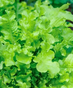 3000 Oak Leaf Lettuce Seeds – Lactuca Sativa Vegetable Seeds – Easy Grow - Image 2