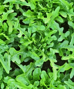 3000 Oak Leaf Lettuce Seeds – Lactuca Sativa Vegetable Seeds – Easy Grow - Image 3