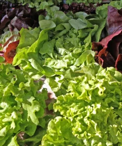 3000 Oak Leaf Lettuce Seeds – Lactuca Sativa Vegetable Seeds – Easy Grow - Image 4