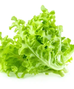 3000 Oak Leaf Lettuce Seeds – Lactuca Sativa Vegetable Seeds – Easy Grow - Image 5