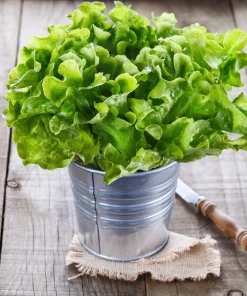 3000 Oak Leaf Lettuce Seeds – Lactuca Sativa Vegetable Seeds – Easy Grow - Image 6