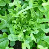 3000 Oak Leaf Lettuce Seeds – Lactuca Sativa Vegetable Seeds – Easy Grow - Image 1
