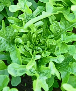 3000 Oak Leaf Lettuce Seeds – Lactuca Sativa Vegetable Seeds – Easy Grow - Image 1