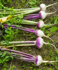 3000 Purple Top White Globe Turnip Seeds - Vegetable Seeds for Planting - Image 2