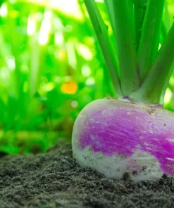 3000 Purple Top White Globe Turnip Seeds - Vegetable Seeds for Planting - Image 3