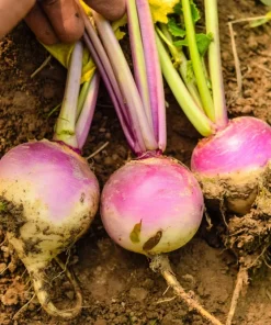 3000 Purple Top White Globe Turnip Seeds - Vegetable Seeds for Planting - Image 4