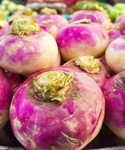 3000 Purple Top White Globe Turnip Seeds - Vegetable Seeds for Planting - Image 5
