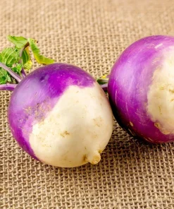3000 Purple Top White Globe Turnip Seeds - Vegetable Seeds for Planting - Image 6