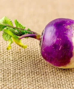 3000 Purple Top White Globe Turnip Seeds - Vegetable Seeds for Planting - Image 7