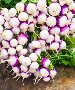 3000 Purple Top White Globe Turnip Seeds - Vegetable Seeds for Planting - Image 8