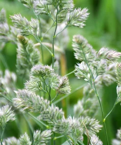 3000 Quickdraw Orchardgrass Seeds - Dactylis Glomerata - Sun Shade Bunchgrass - Image 1