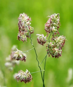3000 Quickdraw Orchardgrass Seeds - Dactylis Glomerata - Sun Shade Bunchgrass - Image 11