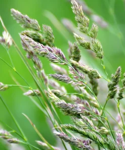 3000 Quickdraw Orchardgrass Seeds - Dactylis Glomerata - Sun Shade Bunchgrass - Image 5