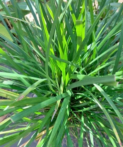3000 Quickdraw Orchardgrass Seeds - Dactylis Glomerata - Sun Shade Bunchgrass - Image 8