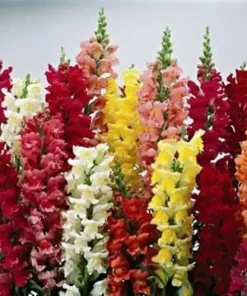 3000 Snapdragon Seeds Tetra Mix - Multi-Color Blooms Flower Seeds Outdoor - Image 2